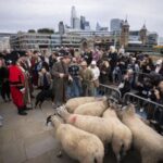 Damian Lewis Herds Sheep Across London Bridge in Quirky Medieval Tradition