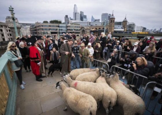 Damian Lewis Herds Sheep Across London Bridge in Quirky Medieval Tradition